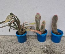 Cactus /cacti