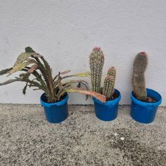Cactus /cacti