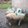 Lieyn Rams For Sale Image 2
