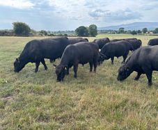 Pedigree Angus Bulls