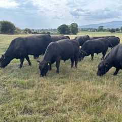 Pedigree Angus Bulls