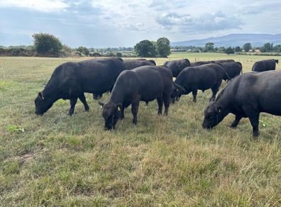 Pedigree Angus Bulls