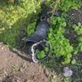 gearbox for sale Image 2
