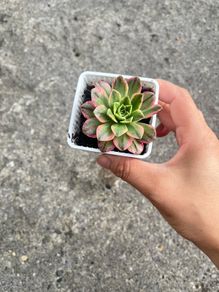 plant