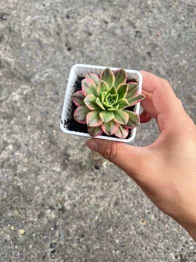 plant