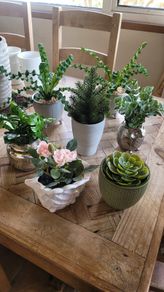 Artificial Plants in Ceramic Pots x7