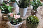 Artificial Plants in Ceramic Pots x7