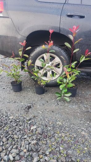 Cherry Laurel Hedge 3ft in 3 litre pot just 5 euro