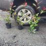 Cherry Laurel Hedging 3.5..4ft just 9.50 euro Image 10