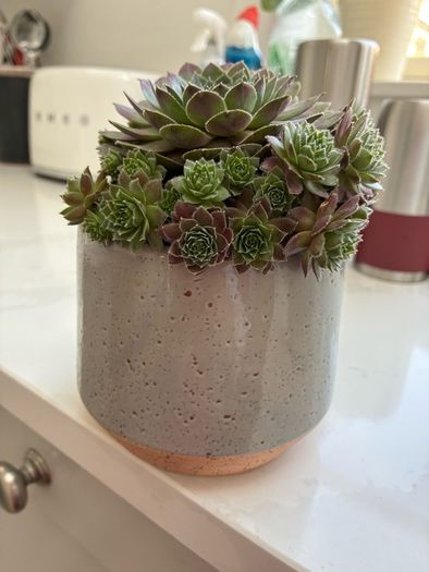 plant