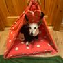 Pet Tepee Bed Image 8