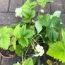 10 plants white strawberries pine berries Image 3