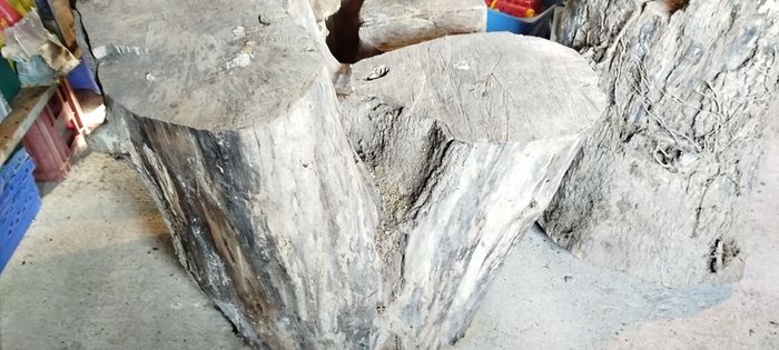 Ash tree stump