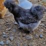 Usa Silkie Chicks And Fertile Eggs Image 2