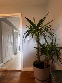 Palms