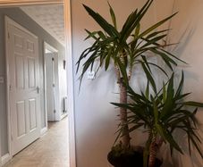 Palms