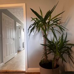 Palms