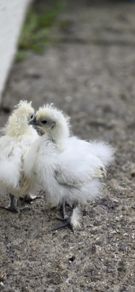 Ducks and chickens