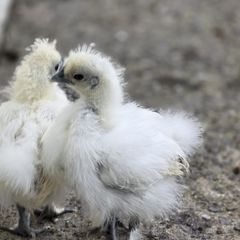 Ducks and chickens