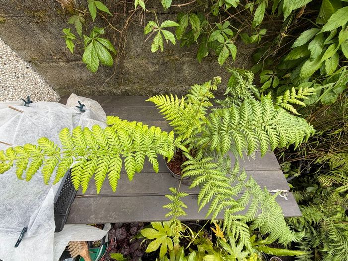 tree ferns - dicksonia antarctica