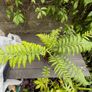 tree ferns - dicksonia antarctica Image 3