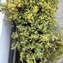 Planter Image 2