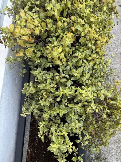 Planter