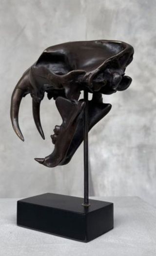 Sabre-Tooth Tiger Skull  - Bronze, Metal Stand, Signed