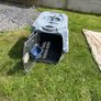 Dog Image 2