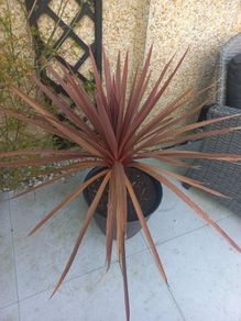 cordyline