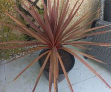 cordyline