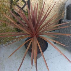 cordyline