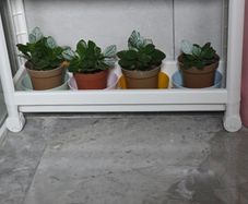 Kalanchoe plants
