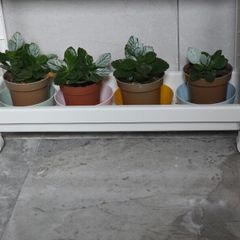 Kalanchoe plants