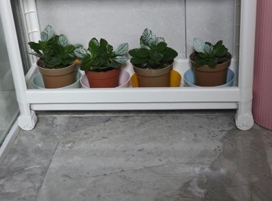 Kalanchoe plants