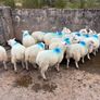 Ewe lambs Image 3