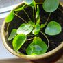 money plant Image 2