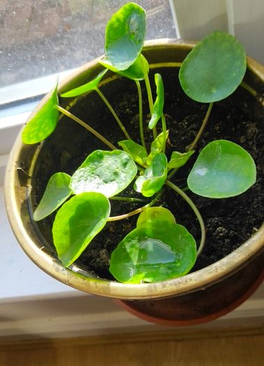 money plant