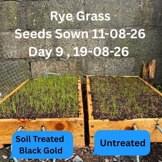 Reseeding TRIALS  Rye Grass