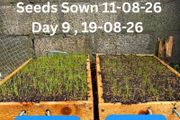 Reseeding TRIALS  Rye Grass