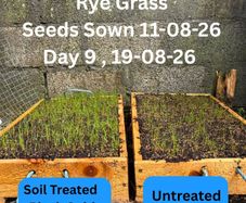 Reseeding TRIALS  Rye Grass