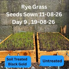 Reseeding TRIALS  Rye Grass