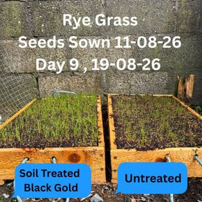 Reseeding TRIALS  Rye Grass