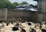 Hoggets