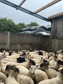 Hoggets