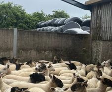 Hoggets