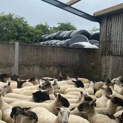 Hoggets