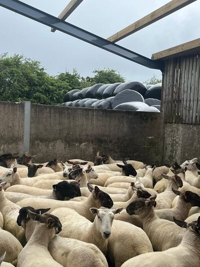 Hoggets