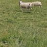 14 Texel Hoggetts Image 6