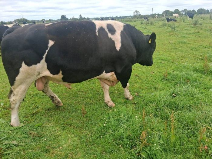 A pedigree British Friesan Bull